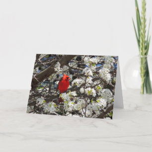 Cartão de Saudação Cardinal