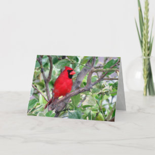 Cartão de Saudação Cardinal Masculino