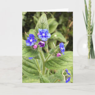 Cartão de saudação, cartão de nota, floral, cartõe