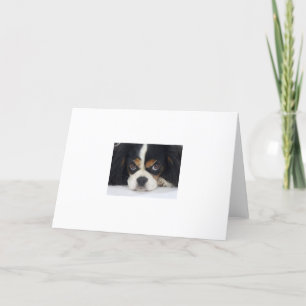 Cartão de Saudação Cavalier King Charles Spanie