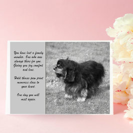 Cartão de Saudação Cavalier King Charles Sympathy