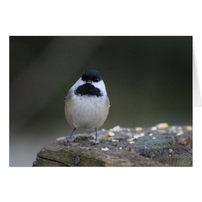 Cartão de Saudação Chickadee (Frente Horizontal)