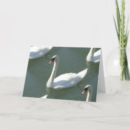 Cartão de saudação - Cisnes a cores