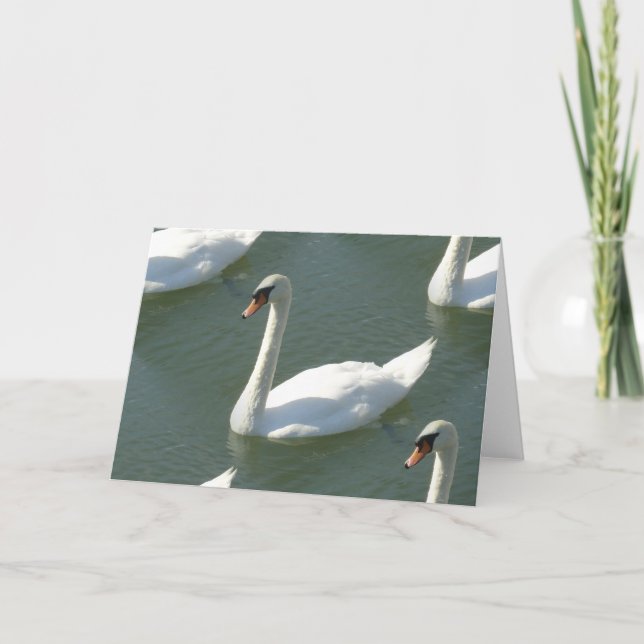 Cartão de saudação - Cisnes a cores (Frente)