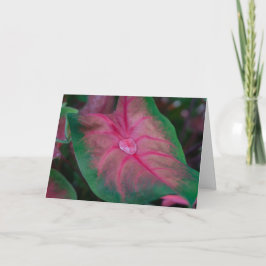 Cartão de Saudação - Colírio no Jardim