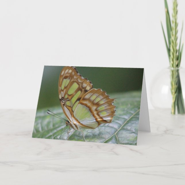 Cartão de saudação com borboleta (Frente)
