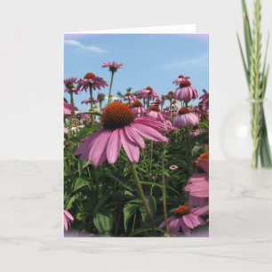 Cartão de Saudação Cone Flowers