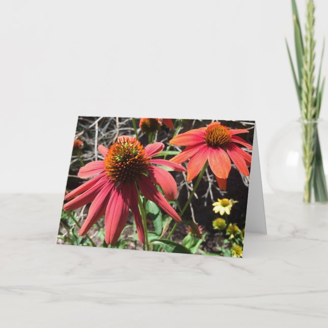 Cartão de Saudação Coneflower (Frente)