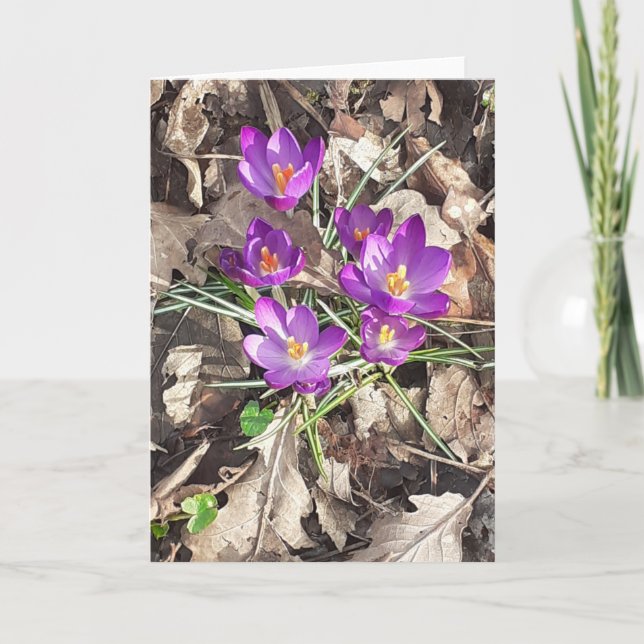Cartão de Saudação Crocus Puro (Frente)