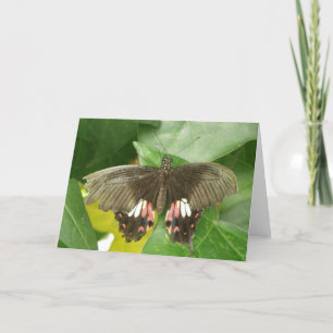 Cartão de Saudação da Borboleta do Swallowtail