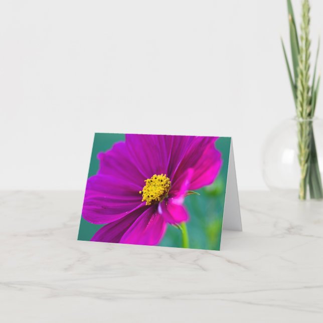 Cartão de saudação da flor Cosmos Roxa (Frente)