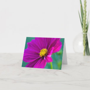 Cartão de saudação da flor Cosmos Roxa