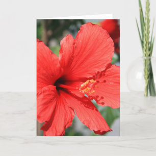 Cartão de saudação da flor Red Hibiscus,Cartão de