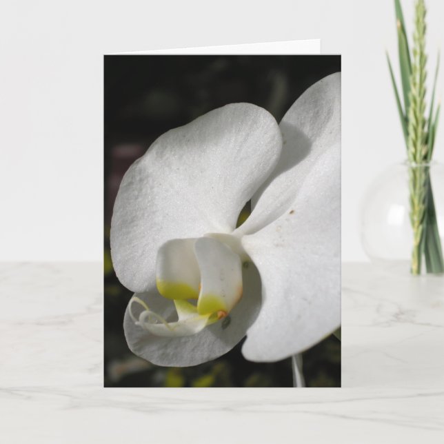 Cartão de Saudação da Orquídea Branca da Seda (Frente)