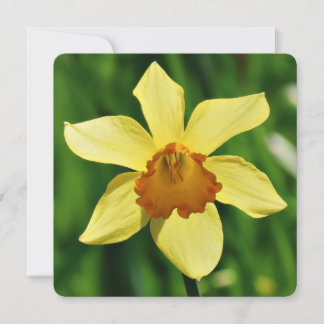 Cartão de Saudação Daffodil