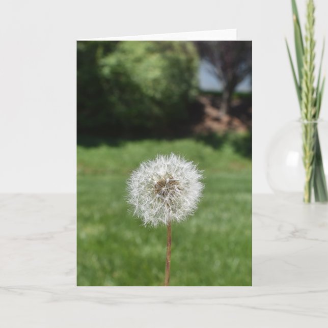 Cartão de Saudação Dandelion (Frente)