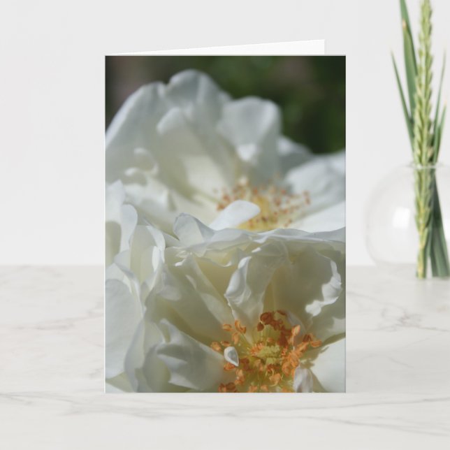Cartão de Saudação das Doces Rosas Brancas Selvage (Frente)