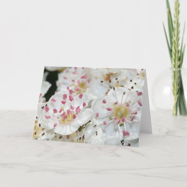 Cartão de Saudação das Flores Brancas (Frente)