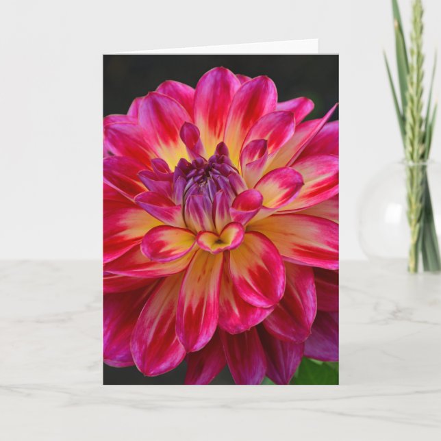 Cartão de saudação das flores de dália rosa e amar (Frente)