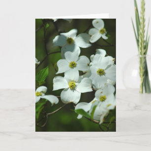 Cartão de Saudação das Flores de Dogwood