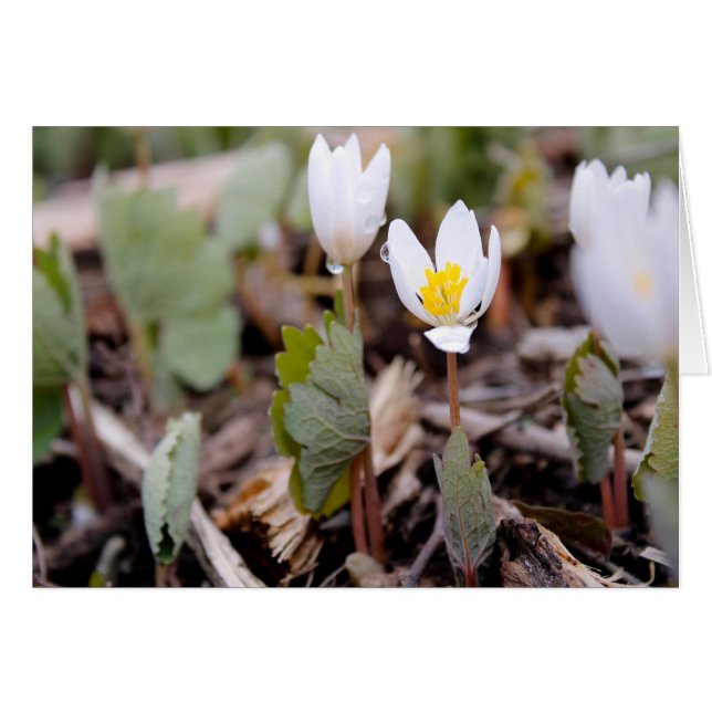 Cartão de Saudação das Flores de Mola (Frente Horizontal)