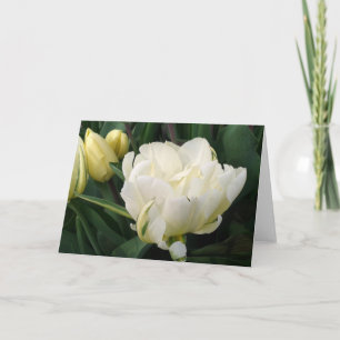 Cartão de Saudação das Tulipas Brancas