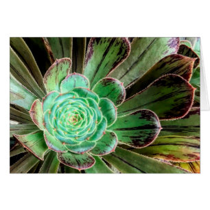 Cartão de saudação de aeonium bem sucedido