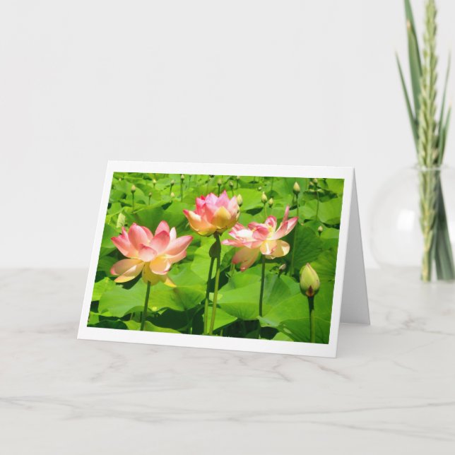 Cartão de Saudação de Água Lily (Frente)