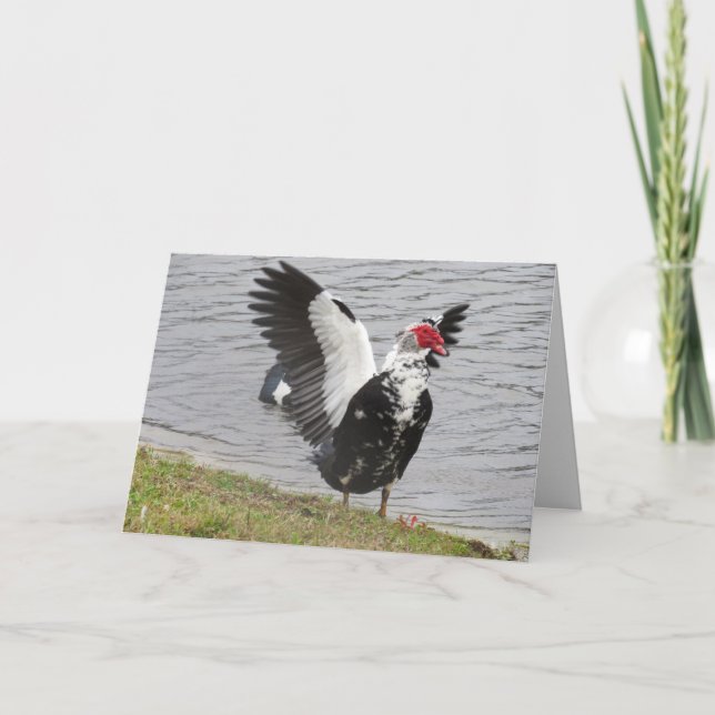 Cartão de Saudação de Asas de Onda Muscovy Duck (Frente)