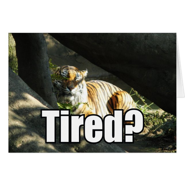 Cartão de saudação de catnap do Tigre (Frente Horizontal)