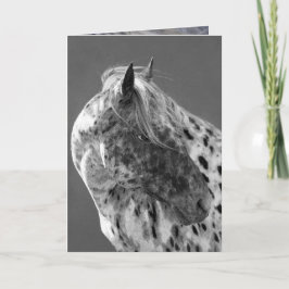 Cartão de Saudação de Cavalo Leopardo Appaloosa