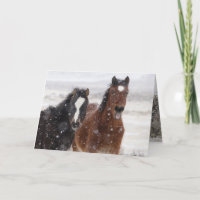 Cartão de Saudação de Cavalo Selvagem de Coltas de