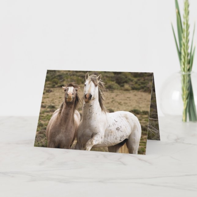 Cartão de Saudação de Cavalo Selvagem Ria (Frente)