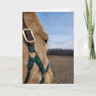 Cartão de saudação de cavalos
