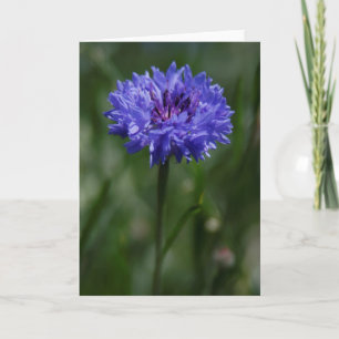 Cartão de Saudação de Cornflower Roxo