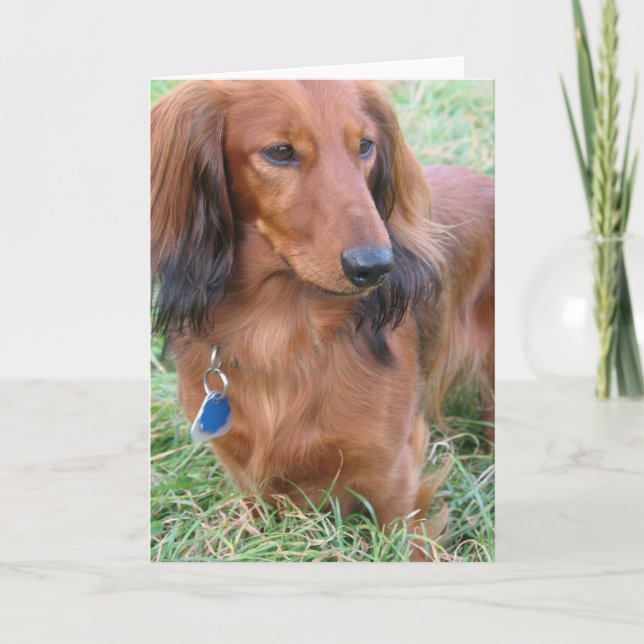 Cartão de Saudação de Dachshund de Cabelo Longo (Frente)