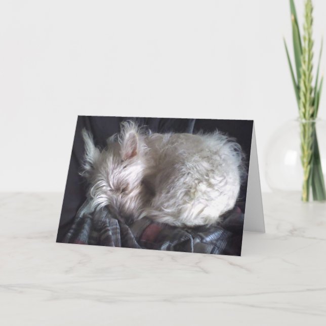 Cartão de Saudação de Dormir com Urso de Açúcar (Frente)