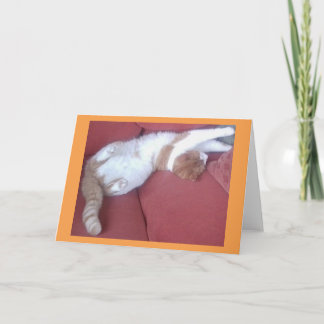 Cartão de Saudação de Foto Cats Preguiçoso 2 - Nap