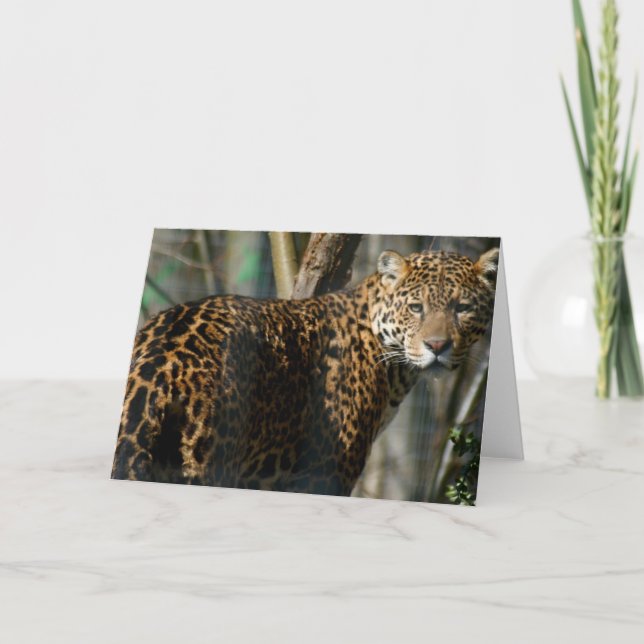 Cartão de Saudação de Foto Jaguar (Frente)