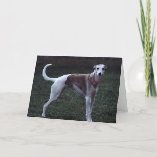 Cartão de Saudação de Foto Whippet "Bailey"