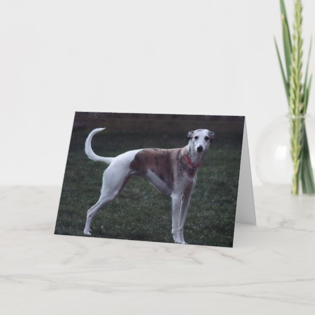 Cartão de Saudação de Foto Whippet "Bailey" (Frente)