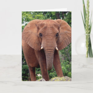 Cartão de Saudação de Fotografia de ELEFANTE
