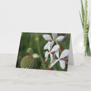 Cartão de Saudação de Fotografia Floral Gaura
