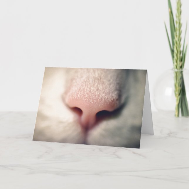 Cartão de Saudação de Gatinho Branco Silky (Frente)