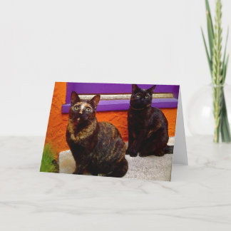 Cartão de Saudação de Gatos Macacos Místicos