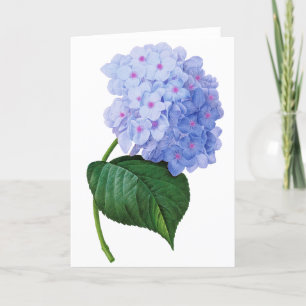 Cartão de Saudação de Hydrangea Azul