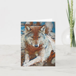 Cartão de saudação de lobo