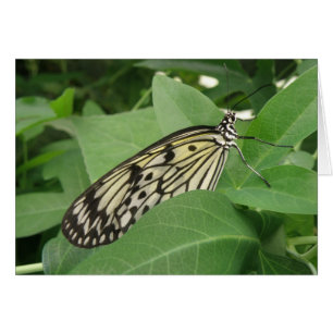 Cartão de Saudação de Macro de Borboleta de Pap