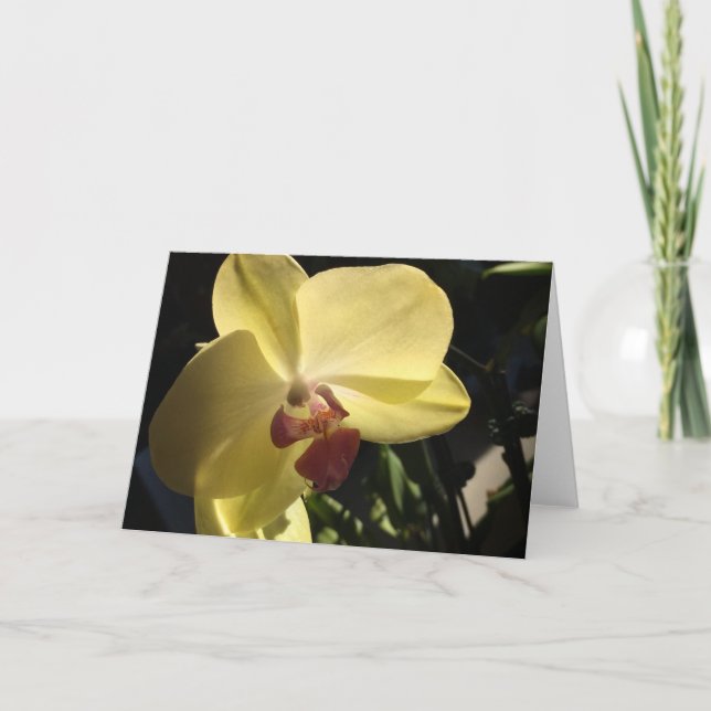 Cartão de Saudação de Orquídea Amarela em Branco (Frente)