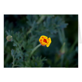 Cartão de saudação de papoila Dreamy California